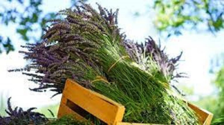 Free Introductory Aromatherapy Course