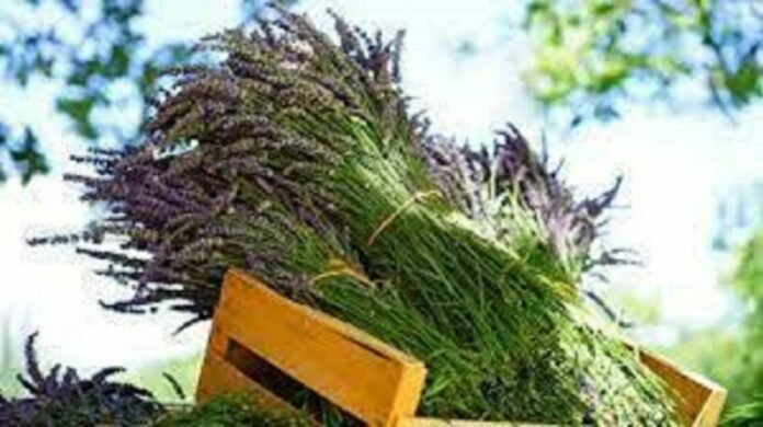 Introductory Aromatherapy Course